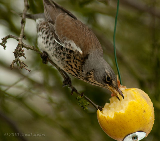 A Fieldfare feasts on an apple, 12 January