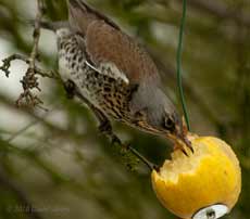 A Fieldfare feasts on an apple, 12 January