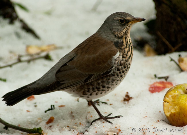 A Fieldfare finds an apple on the ground, 12 January