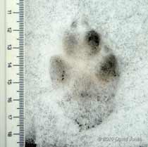 Fox print in the snow, 12 January