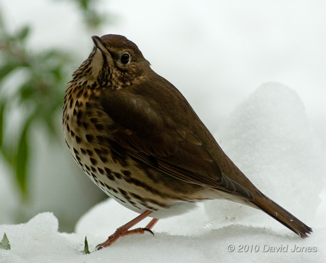 A Song Thrush waits for an opportunity to visit a feeder, 12 January