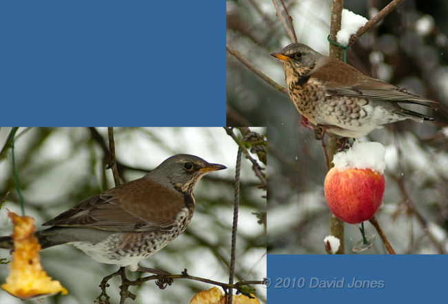 The two Fieldfares that have taken up residence in the garden during the snow, 13 January