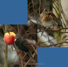 A fieldfare gives way to a Starling which has come to feed, 13 January