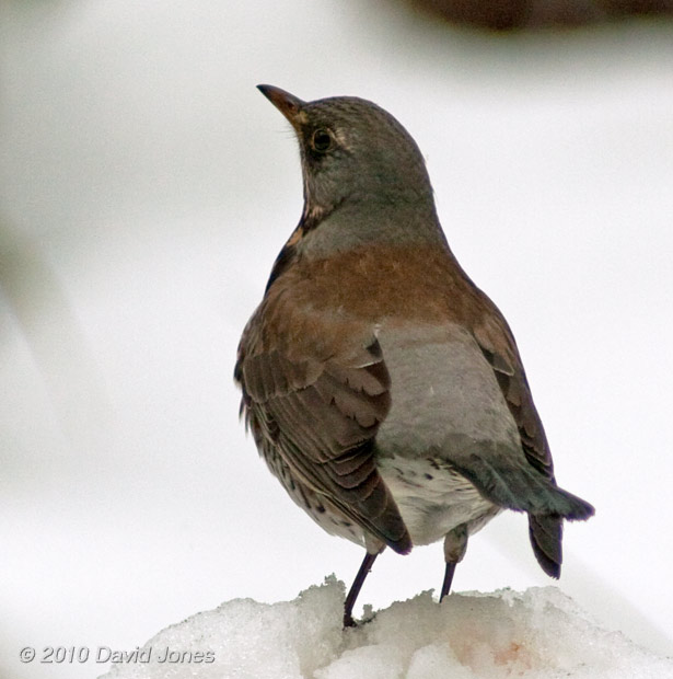 A Fieldfare dips its wings as it chases away a Blackbird, 14 January