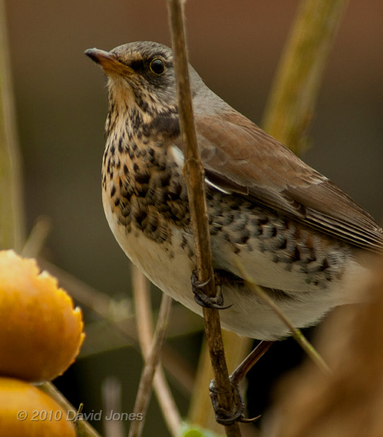 A Fieldfare in the Buddeia, 15 January - 1