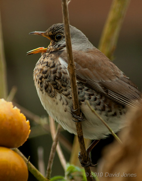 A Fieldfare in the Buddeia, 15 January - 2