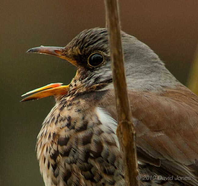 A Fieldfare in the Buddeia, 15 January - 3