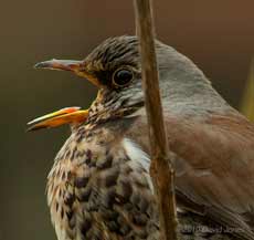 A Fieldfare in the Buddeia, 15 January