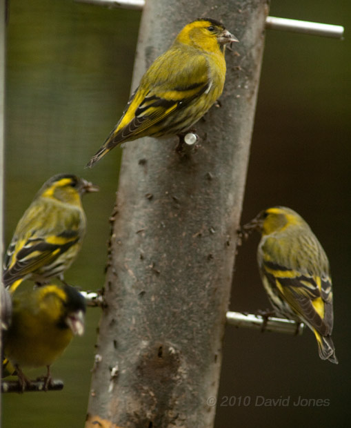 Siskins at the feeders, 18  January
