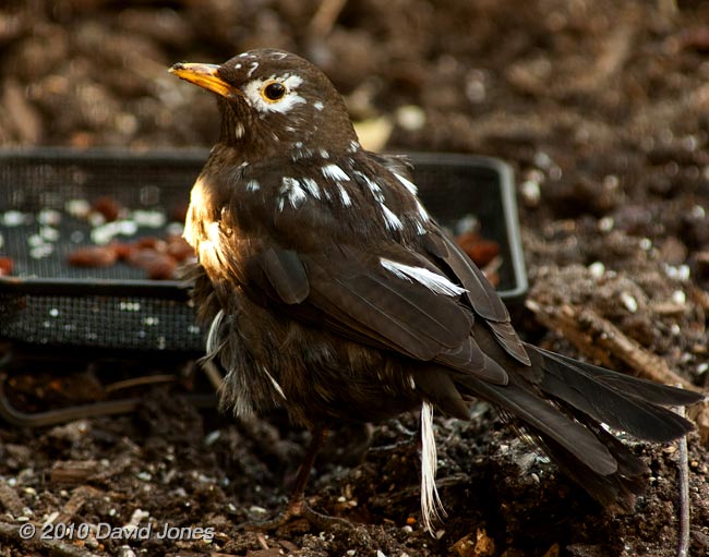 Blackbird 'Scruffy' arrives to feed on raisins, 30  January