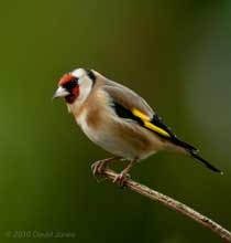 A Goldfinch prepares to visit a niger seed feeder, 30  January