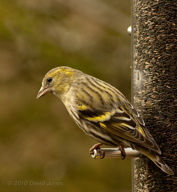 A female Siskin at the niger seed feeder, 31  January