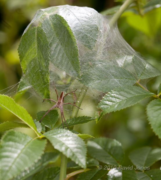 Nursey web spider (Pisaura mirabilis) with its nursery web, 5 July - 2