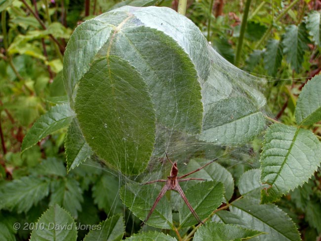 Nursey web spider (Pisaura mirabilis) with its nursery web, 5 July - 1