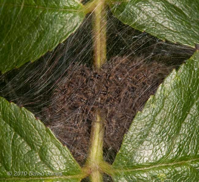 Nursey web spider (Pisaura mirabilis) spiderlings inside their nursery web, 5 July