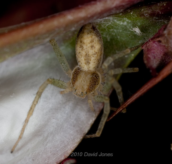 A spider (poss. Philodromus dispar) on a Burberis leaf, 8 July