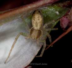 A spider (poss. Philodromus dispar) on a Burberis leaf, 8 July