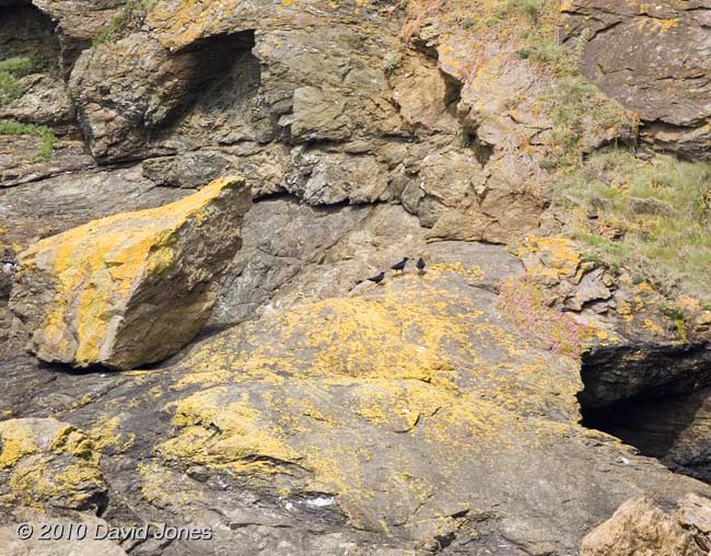 Choughs -a too distant view, 9 June