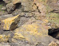 Choughs -a too distant view, 9 June