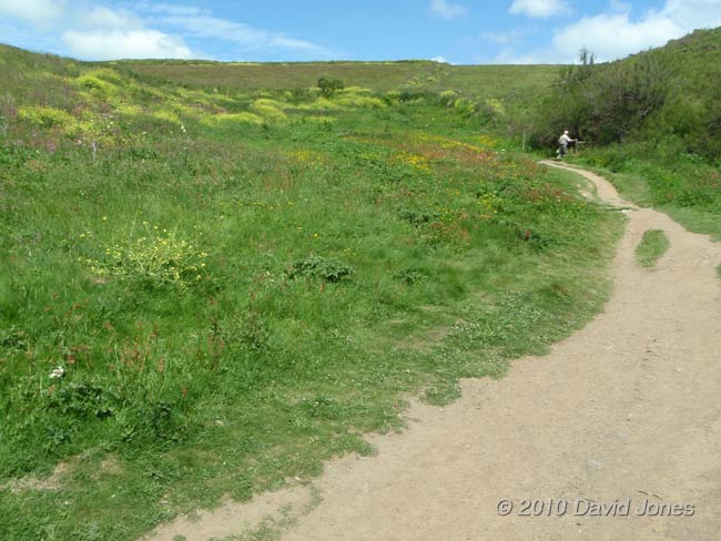 Pistil Meadow, Lizard Point, 11 June