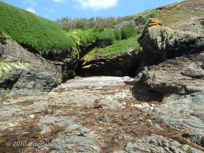 Pystyl (Pistil)l Ogo, 11 June