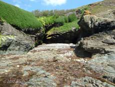 Pystyl (Pistil)l Ogo, 11 June