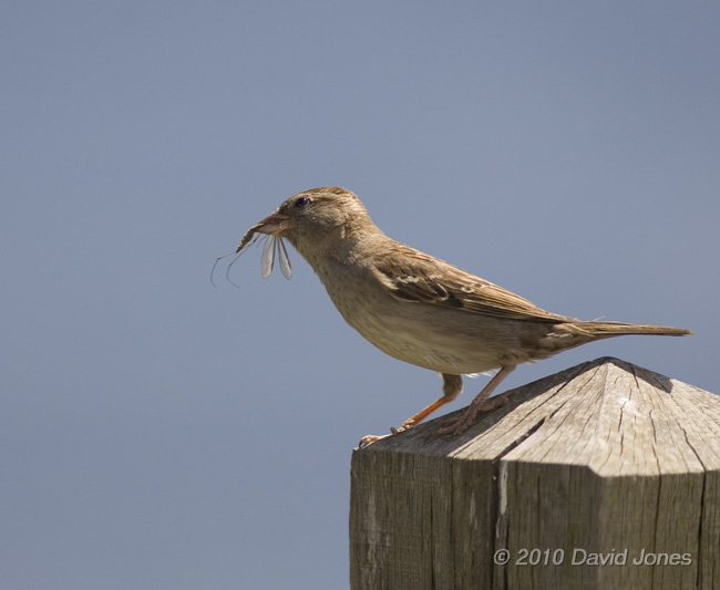 Female House Sparrow with Cranefly, Lizard Point, 11 June