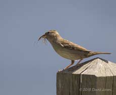 Female House Sparrow with Cranefly, Lizard Point, 11 June