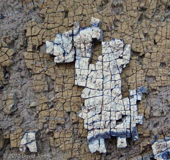 A typical pattern seen on rocks at Porthallow - 2, 15 June