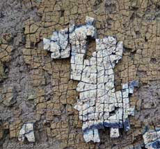A typical pattern seen on rocks at Porthallow - 2, 15 June