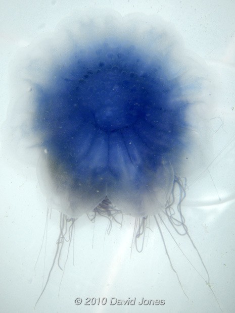 Jellyfish (Cyanae lamarkii) - 1, 16 June