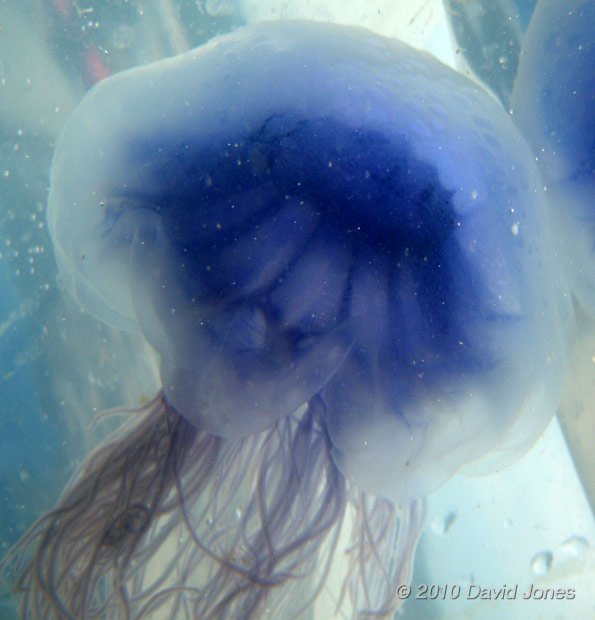 Jellyfish (Cyanae lamarkii) - 2, 16 June