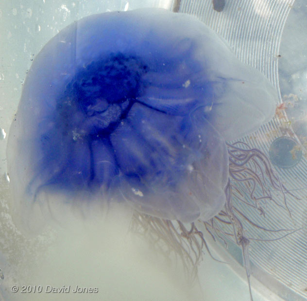 Jellyfish (Cyanae lamarkii) - 4, 16 June