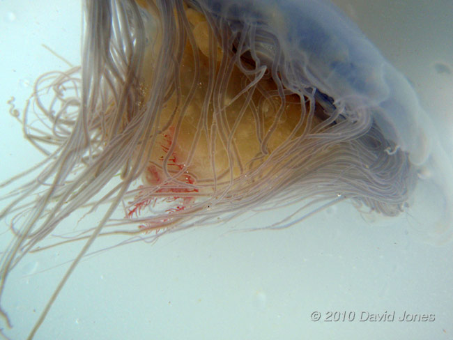 Jellyfish (Cyanae lamarkii) - 5, 16 June