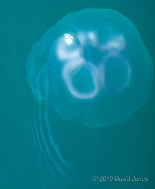 Moon Jellyfish (Aurelia aurita) in the sea, 17 June