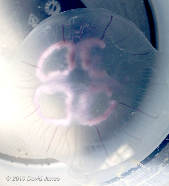 Moon Jellyfish (Aurelia aurita), 17 June