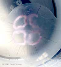 Moon Jellyfish (Aurelia aurita), 17 June