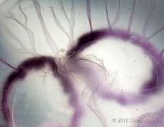 Moon Jellyfish (Aurelia aurita) - close-up showing tentacles, 17 June