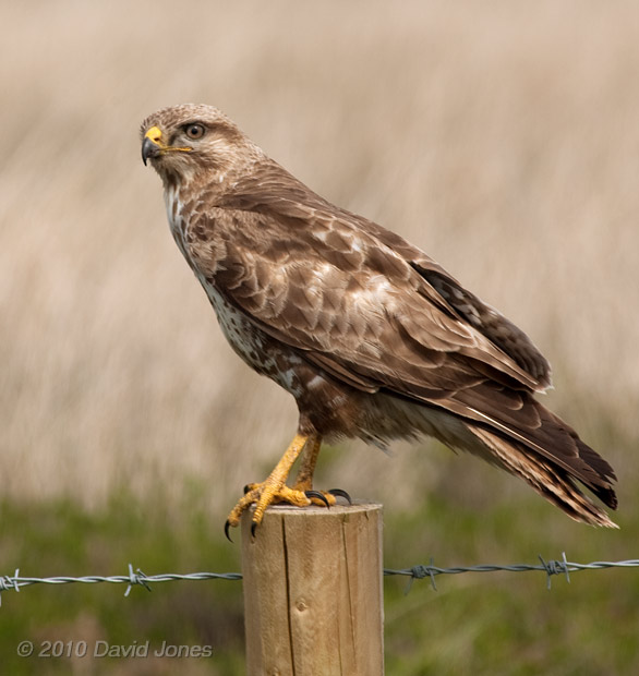 Common Buzzard on Goonhilly Down - 1, 18 June