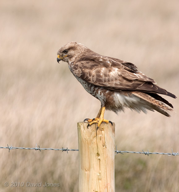 Common Buzzard on Goonhilly Down - 2, 18 June