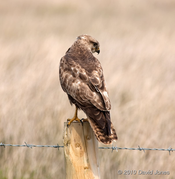 Common Buzzard on Goonhilly Down - 3, 18 June