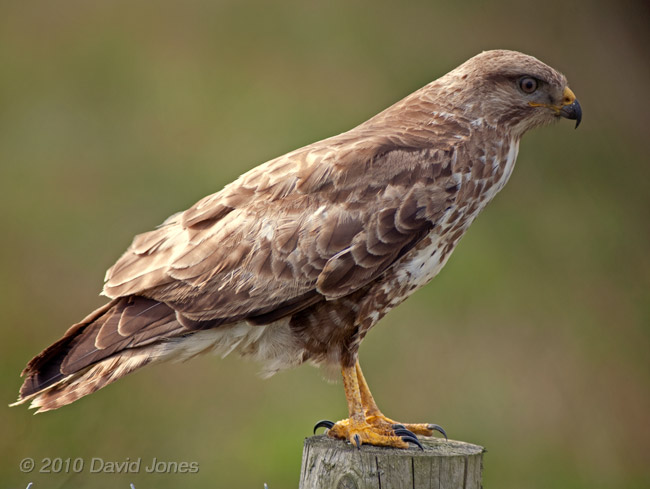 Common Buzzard on Goonhilly Down - 4, 18 June