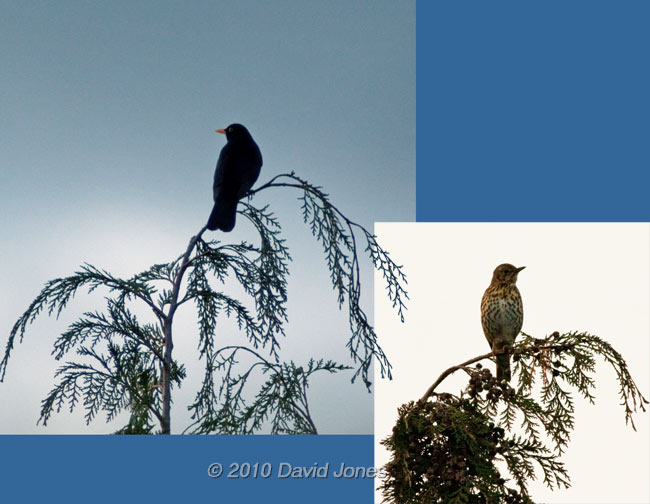 Blackbird and Thrush, 2 March