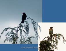 Blackbird and Thrush, 2 March