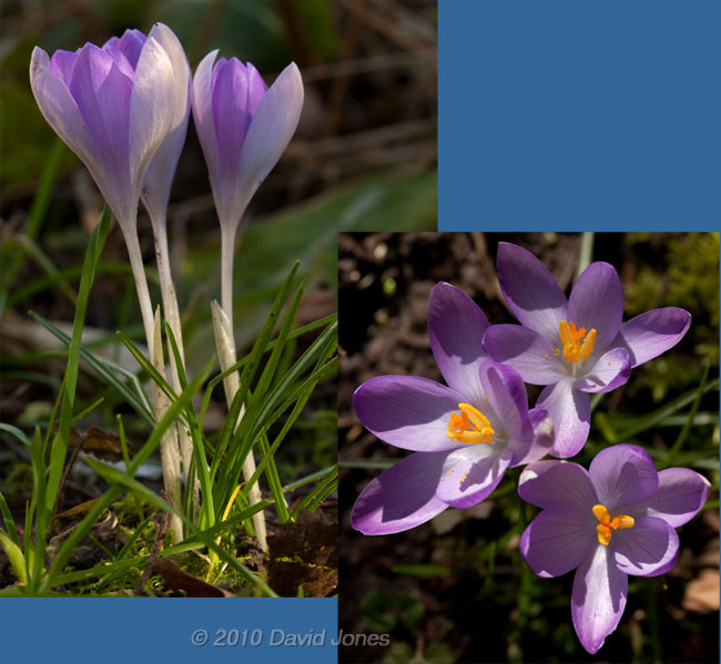 Crocuses next to the big pond, 2 March