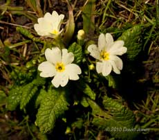 Primroses next to the big pond, 2 March