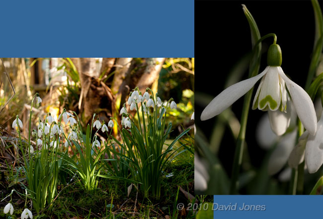 Snowdrops next to the big pond, 2 March