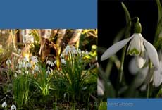 Snowdrops next to the big pond, 2 March