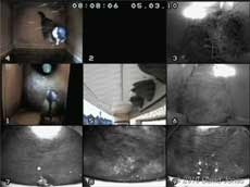 CCTV image showing a Great Tit in the nest box, 5 March