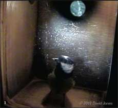CCTV image showing a Great Tit in the nest box - 2, 5 March